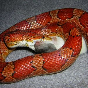 feeding my normal