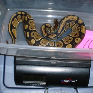 05 female #10