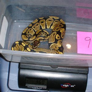 05 female #9