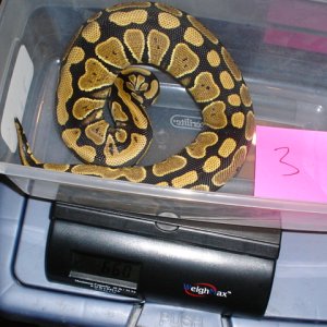 05 female #3