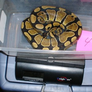 05 female #4