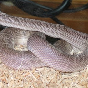 Nokturnel Tom Southern Patternless