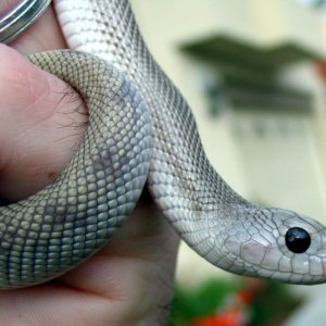 Nokturnel Tom Southern Patternless