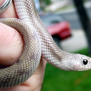 Nokturnel Tom Southern Patternless