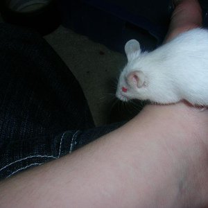 A breeder mouse