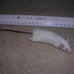 A breeder mouse