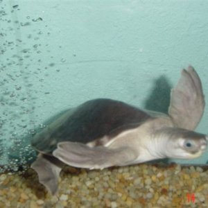 Fly-River Turtle (Darwin)