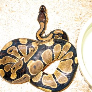 Female 2