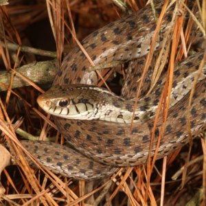 Garter snake found on 01/03/06