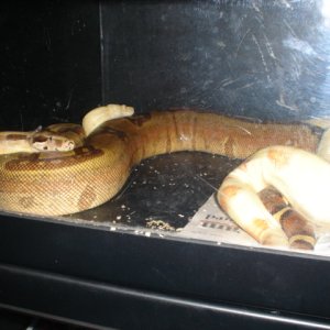 Albino poss het stripe to a hypo poss triple stripe sunglow