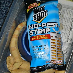 Albino arabesque guarding a no pest strip.