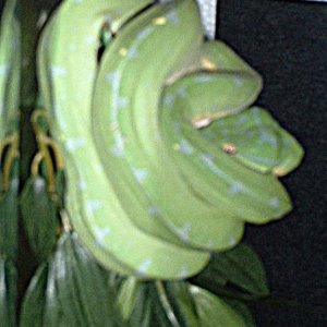 Kagome, GTP Female