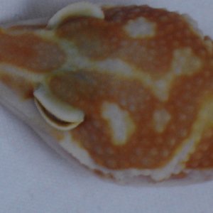 Red Phase CH CT Giant Tangerine Jungle Albino