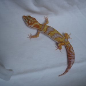 Red Phase CH CT Giant Tangerine Jungle Albino