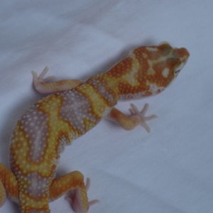 Red Phase CH CT Giant Tangerine Jungle Albino