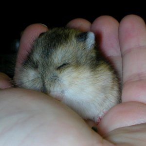 baby dwarf