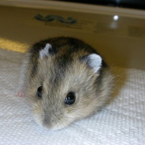 baby dwarf