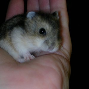 baby dwarf