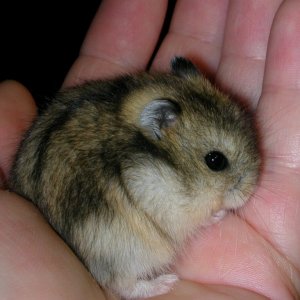 baby dwarf