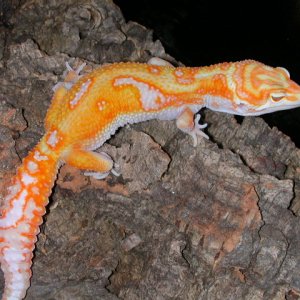 Het raptor (Raptor X Giant Hyglo)