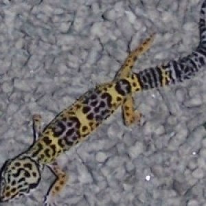 pastel female