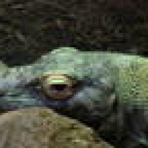 Komodo 2