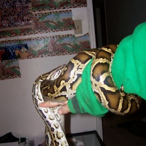 Female Burm