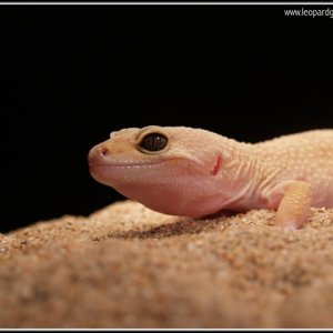 Patternless female