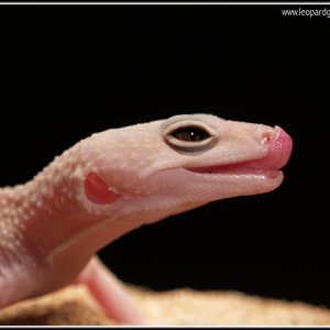 Blizzard female