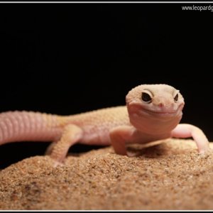 Patternless male