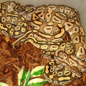 Group of Mojaves