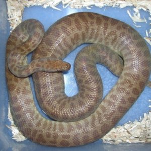 Childrens python