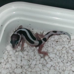 Mack snow from Raptor X super snow.
