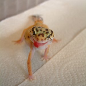 Cute