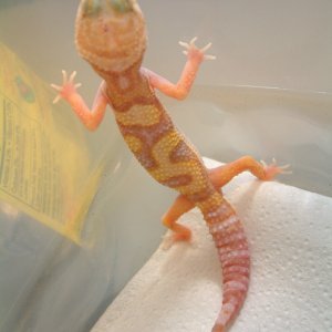 LV Male