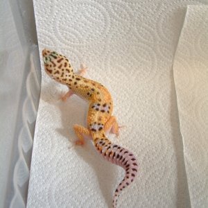 Jungle female