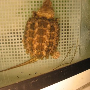 pinkskin ally snapper