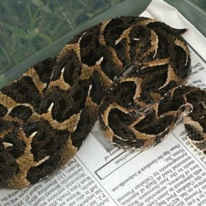 CB. '05 Tanzanian local puff adder