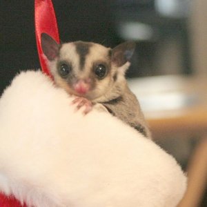 Sugar Glider Christmas