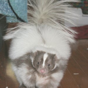 Spunky