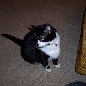 My Kitty