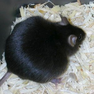 do I look fat?