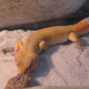 SHCT male "Scorch"