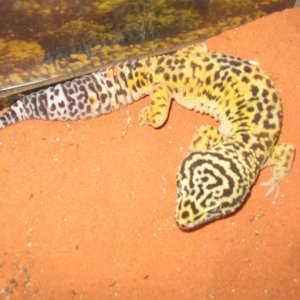 Yellow Male "Bullseye"