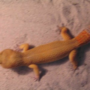 SHTCT Male "Scorch"