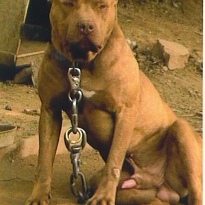 r-cin american pitbull