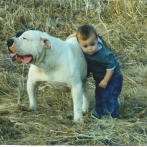 thor american bulldog