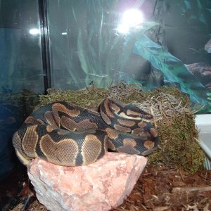 Python_before_shed_first_when_got