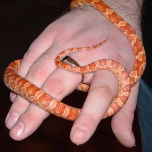 snake12_004