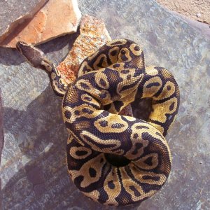 Bell line Pastel male